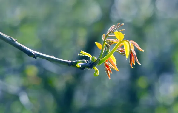 Spring, leaf, twig
