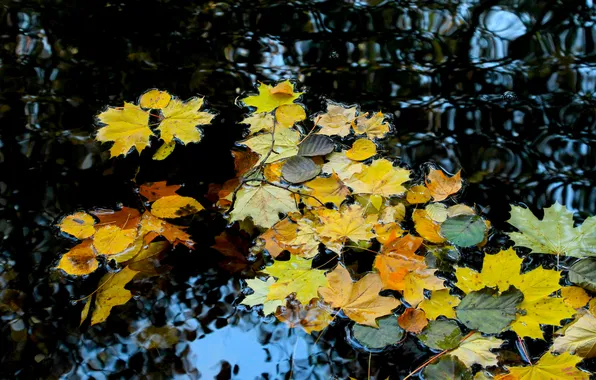 Water, autumn, leafs, fall, swim