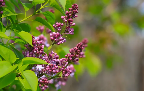 Flower, spring, lilac