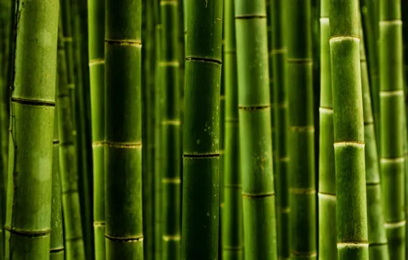 Макро, стволы, бамбук, macro photos, природа green style