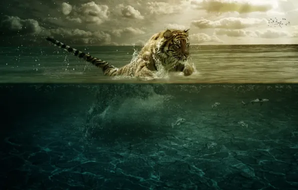 Картинка вода, рыбы, тигр, прыжок