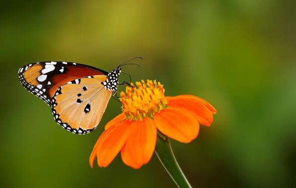 Картинка цветок, фон, бабочка, зелёный, Zoe Mies Photography