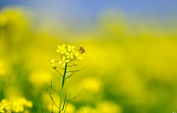Картинка лето, пчела, рапс