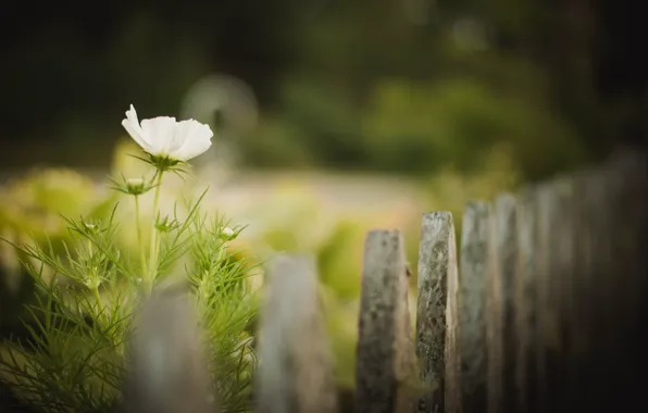 Flower, fence, bokeh, buds