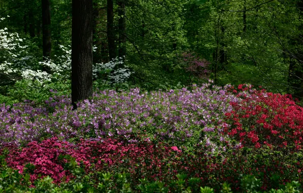 Деревья, цветы, парк, Нью-Йорк, США, кусты, альстрёмерия, Botanical Garden