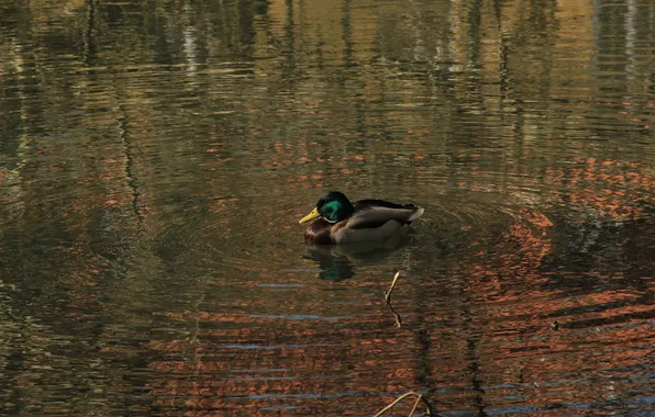 Water, lake, pond, ducks