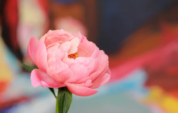 Flower, pink, peony
