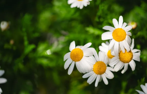 White, yellow, flowers, daisies