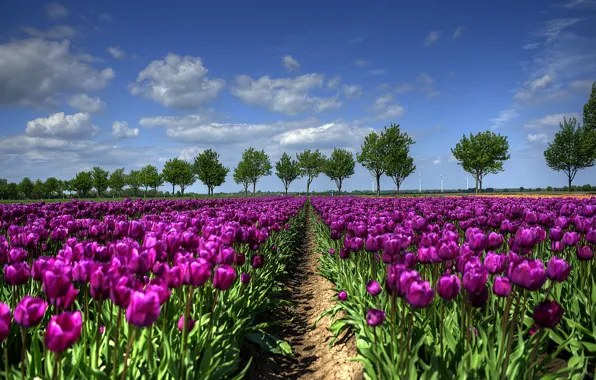 Картинка поле, деревья, весна, тюльпаны, Голландия