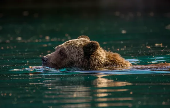 Морда, природа, поза, медведь, купание, водоем, в воде, плавание