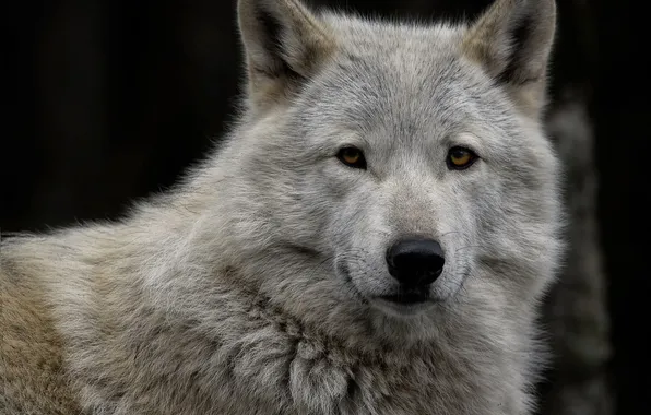 Fantasy, nature, art, snow, predator, face, animal, wolf