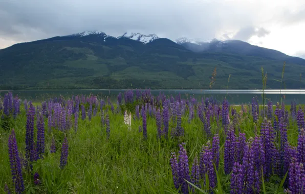 Картинка поле, трава, цветы, горы, природа, озеро, grass, Nature