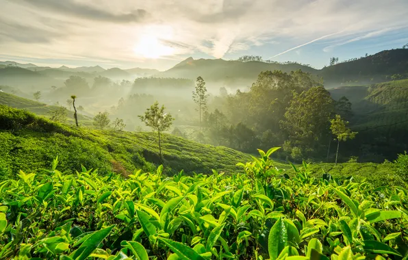 Картинка природа, туман, холмы, джунгли, индия, чайные плантации