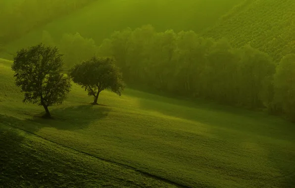 Картинка зелень, деревья, природа, поля, утро