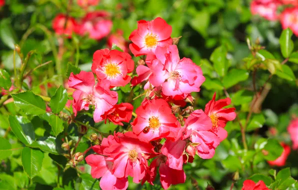 Flower, roses, blooming