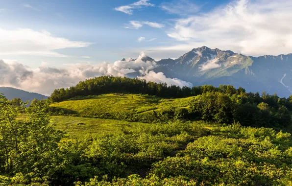 Лес, пейзаж, горы, Россия, Краснодарский край