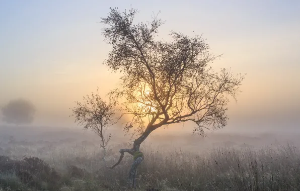 Природа, туман, дерево, утро
