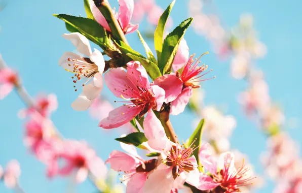 Картинка макро, цветы, весна, ветвь, цветение, персиковое дерево
