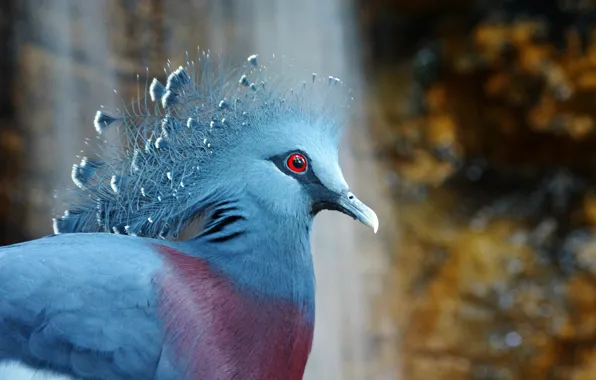Птица, bird, венценосный голубь, Victoria Crowned Pigeon