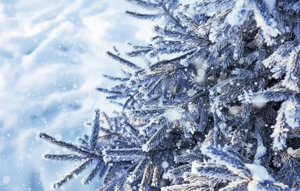 Картинка зима, снег, елка, forest, landscape, winter, snow, snowy