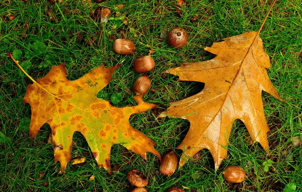 Осень, трава, листья, дуб, жёлудь