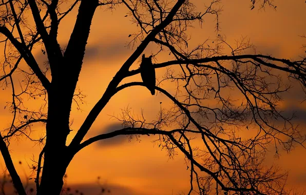 Картинка закат, дерево, птица, силуэт, филин