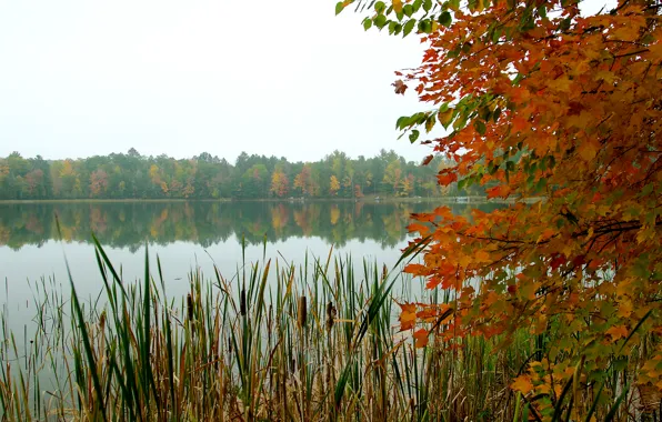 Осень, лес, небо, листья, деревья, озеро, камыш