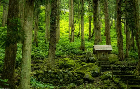 Картинка лес, деревья, природа, япония, лестница