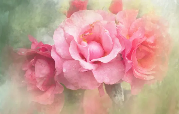 Картинка капли, фон, розы, обработка