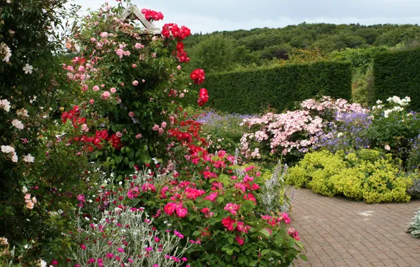Картинка цветы, Англия, сад, дорожка, кусты, Rosemoor Rose Garden