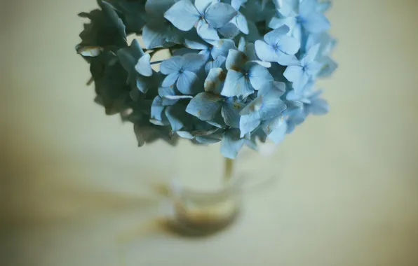 Картинка цветы, лепестки, голубые