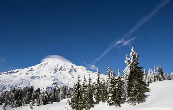 Картинка зима, лес, небо, National Park, Mount Rainier