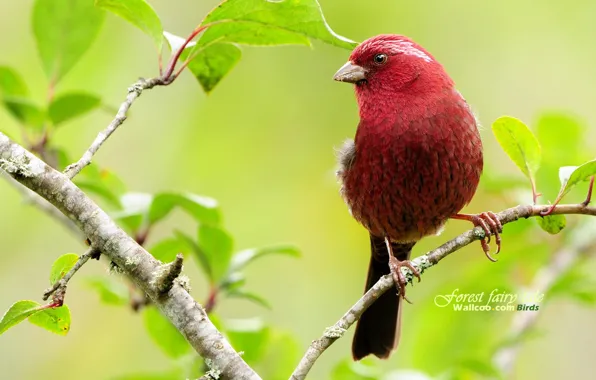 Red, leaves, tree, beautifull, spring, Bird, brach