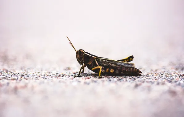 Insect, ground, grasshopper