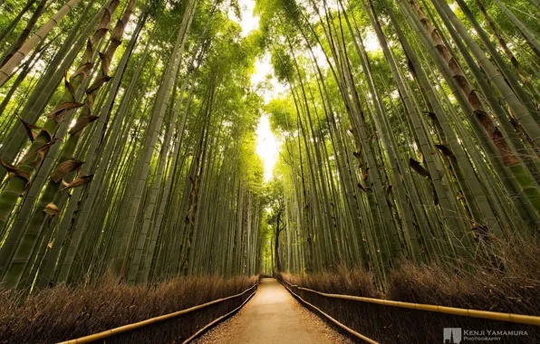 Картинка солнце, бамбук, роща, тропинка, photographer, Kenji Yamamura