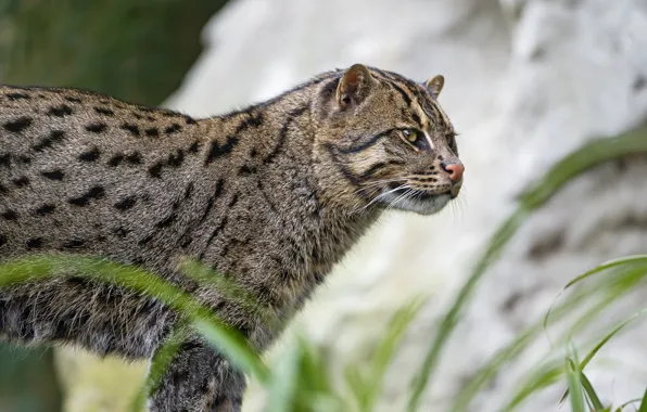 Картинка кошка, кот, ©Tambako The Jaguar, fishing cat, кот рыболов, рыболов