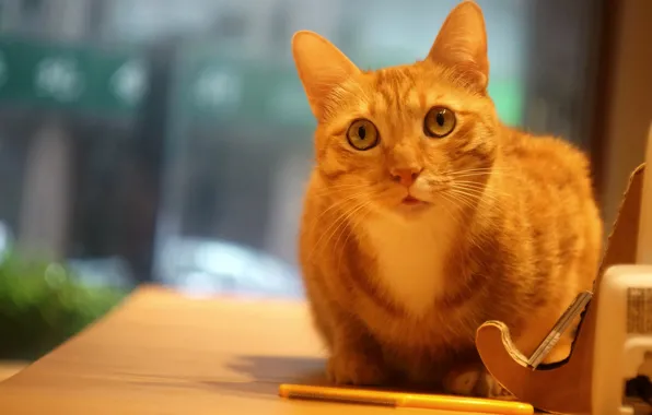 Кошка, глаза, кот, взгляд, стол, фон, портрет, окно