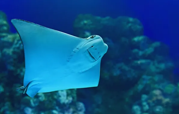 Картинка море, скат, голубая вода