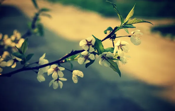 Цветы, весна, сакура