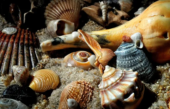 Картинка песок, море, аквариум, дно, раковина, ракушки