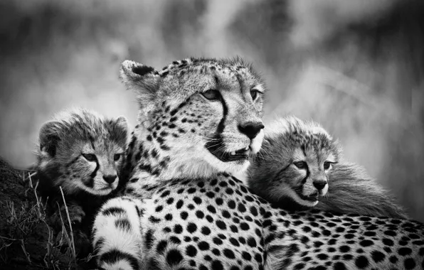 Картинка мама, детеныши, гепарды, чёрно - белое фото
