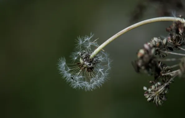 Макро, природа nature, одуванчик осенний