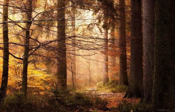 Картинка осень, лес, свет, деревья, природа