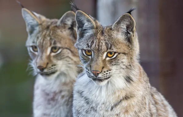 Картинка кошка, морда, пара, рысь, ©Tambako The Jaguar