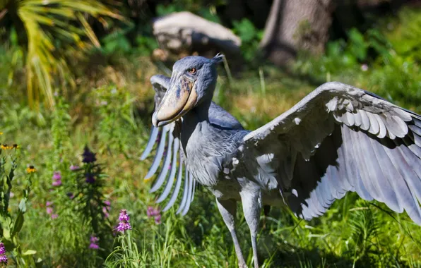 Картинка bird, animal, stork, Shoebill-