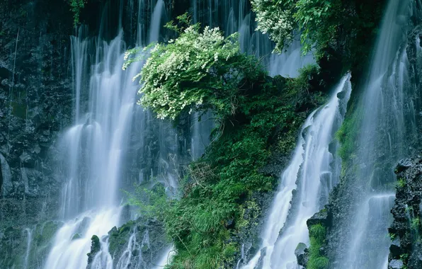 Картинка Водопад, Япония, Кусты
