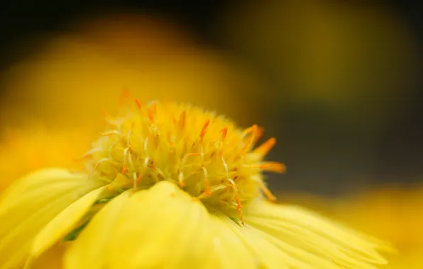 Картинка цветок, макро, желтый, размытость, Gaillardia, pulchella