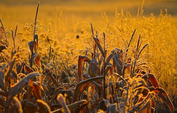 Пейзаж, закат, природа