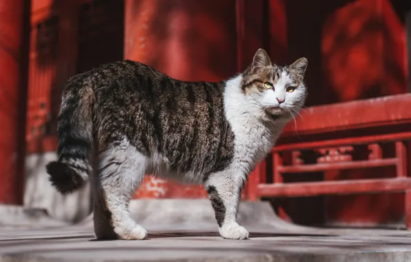 Кошка, кот, взгляд, свет, красный, дом, фон, улица