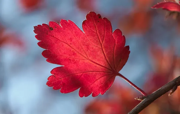 Картинка осень, макро, красный, лист